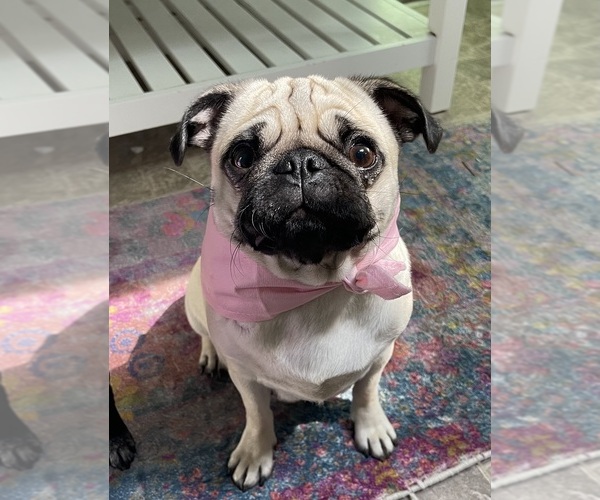 Medium Photo #1 Pug Puppy For Sale in RURAL HALL, NC, USA
