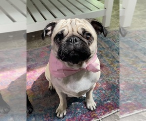 Mother of the Pug puppies born on 05/05/2025