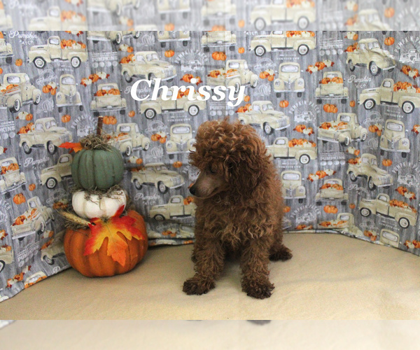 Medium Photo #9 Poodle (Toy) Puppy For Sale in CHANUTE, KS, USA