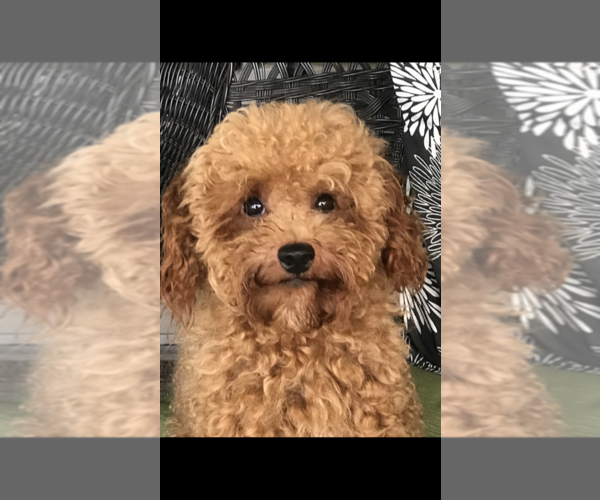 Medium Photo #9 Poodle (Toy) Puppy For Sale in BOWLING GREEN, KY, USA