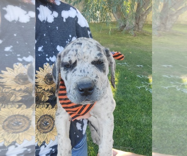 Medium Photo #3 Daniff-Neapolitan Mastiff Mix Puppy For Sale in MONTEVIEW, ID, USA