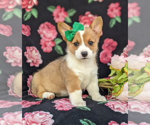 Pembroke Welsh Corgi Puppy for sale in GLEN ROCK, PA, USA