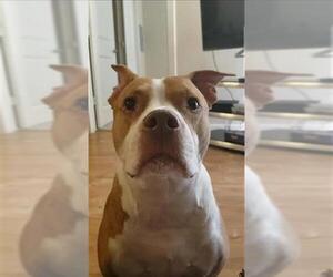 American Staffordshire Terrier-Boxer Mix Dogs for adoption in San Antonio, TX, USA