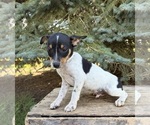Small #4 Rat Terrier