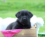 Puppy Fairlee Labrador Retriever