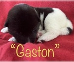 Small Photo #2 Akita Puppy For Sale in BIRON, WI, USA