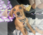 Small Photo #2 Labbe Puppy For Sale in Rockville, MD, USA