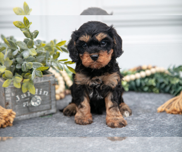 Medium Photo #9 Cavapoo Puppy For Sale in SHILOH, OH, USA