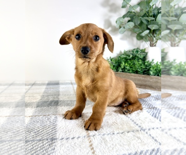 Medium Photo #4 Dorgi Puppy For Sale in GREENFIELD, IN, USA