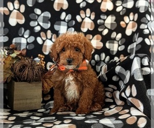 Poodle (Toy) Puppy for sale in NEW HOLLAND, PA, USA