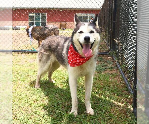 Medium Photo #1 - Mix Puppy For Sale in San Antonio, TX, USA