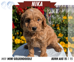 Small #9 Goldendoodle (Miniature)