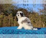 Small #10 ShihPoo