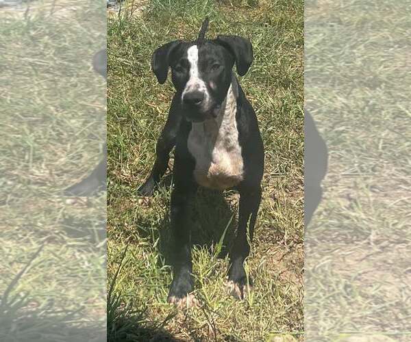 Medium Photo #1 Mutt Puppy For Sale in Pryor, OK, USA