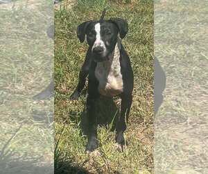 Mutt Dogs for adoption in Pryor, OK, USA