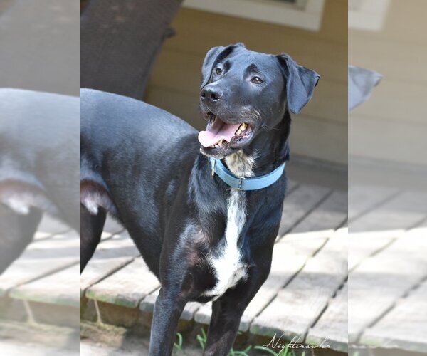 Medium Photo #1 Mutt Puppy For Sale in The Woodlands, TX, USA