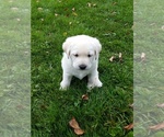 Small Photo #9 Labrador Retriever Puppy For Sale in DANBY, VT, USA