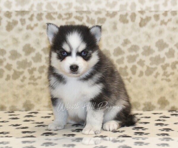 Medium Photo #4 Pomsky Puppy For Sale in DENVER, PA, USA