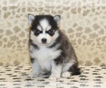 Small #3 Pomsky