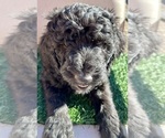 Puppy Elwood Poodle (Standard)