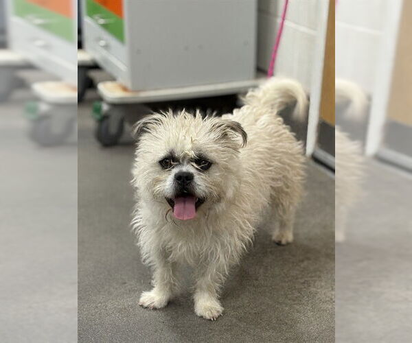 Medium Photo #1 Border Terrier-Pug Mix Puppy For Sale in Forestville, MD, USA