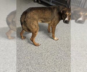 German Shepherd Dog-Siberian Husky Mix Dogs for adoption in Houston, TX, USA
