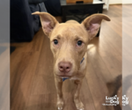 Small #3 Retriever  Mix