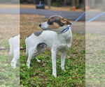 Small #1 Rat Terrier-Shiba Inu Mix