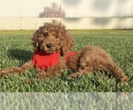 Small Photo #3 Poodle (Standard) Puppy For Sale in BREA, CA, USA