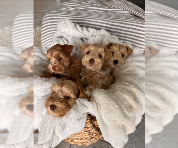 Medium Photo #1 Schnauzer (Miniature) Puppy For Sale in ORLANDO, FL, USA