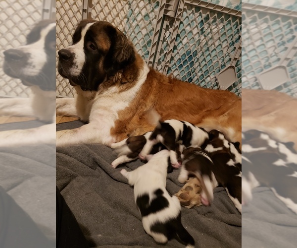 View Ad Saint Bernard Puppy for Sale near Michigan, GR BLANC, USA. ADN