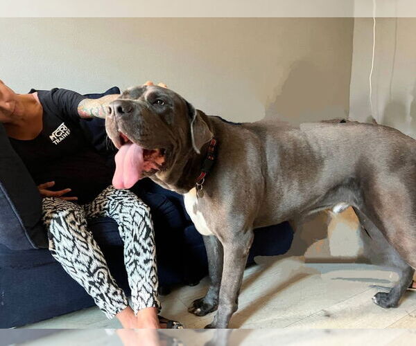 Medium Photo #5 Neapolitan Mastiff Puppy For Sale in San Diego, CA, USA