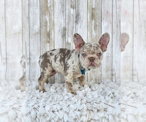 French Bulldog Puppy for sale in INDIANAPOLIS, IN, USA