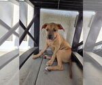 Small #1 Black Mouth Cur-Labrador Retriever Mix