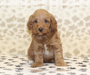Miniature Bernedoodle Puppy for sale in DENVER, PA, USA