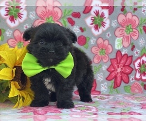 Pom-A-Poo Puppy for sale in LANCASTER, PA, USA