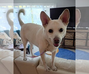 OoYoo - Foster or Adopt Me! - Female Canaan Dog-Unknown Mix Dog for Adoption - Photo #6