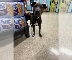 Hopper   (2026) - Male Mutt Dog for Adoption - Photo #9