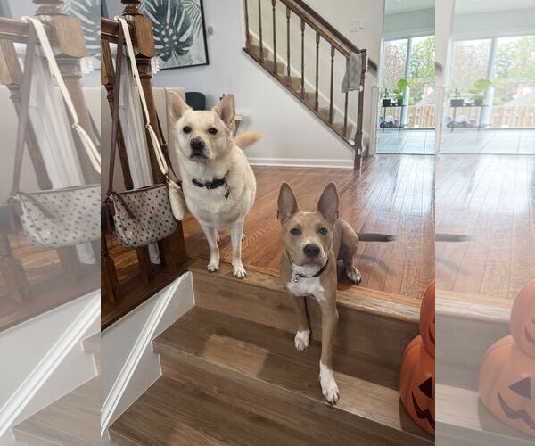 Medium Photo #12 Carolina Dog-Unknown Mix Puppy For Sale in Derwood, MD, USA