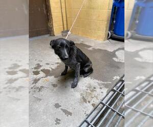 Border Collie-Unknown Mix Dogs for adoption in Stockton, CA, USA