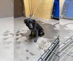 Small Border Collie Mix