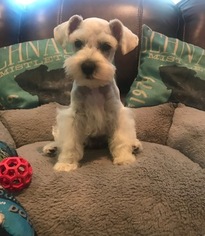 Schnauzer (Miniature) Puppy for sale in VENICE, FL, USA