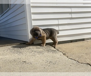 Cane Corso Puppy for sale in LANCASTER, PA, USA