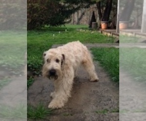 Father of the Soft Coated Wheaten Terrier puppies born on 06/02/2019