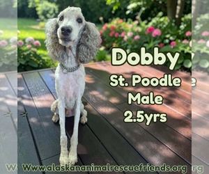 Poodle (Standard)-Unknown Mix Dogs for adoption in Anchorage, AK, USA