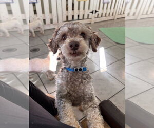 Poodle (Miniature) Dogs for adoption in Pacolet, SC, USA