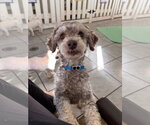 Arlo Jul 26 - Male Poodle (Miniature) Dog for Adoption - Small photo