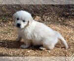 Small Photo #14 English Cream Golden Retriever Puppy For Sale in NEWVILLE, PA, USA