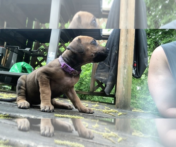 Medium Photo #1 Rhodesian Ridgeback Puppy For Sale in STARKVILLE, MS, USA