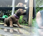 Small Photo #1 Rhodesian Ridgeback Puppy For Sale in STARKVILLE, MS, USA
